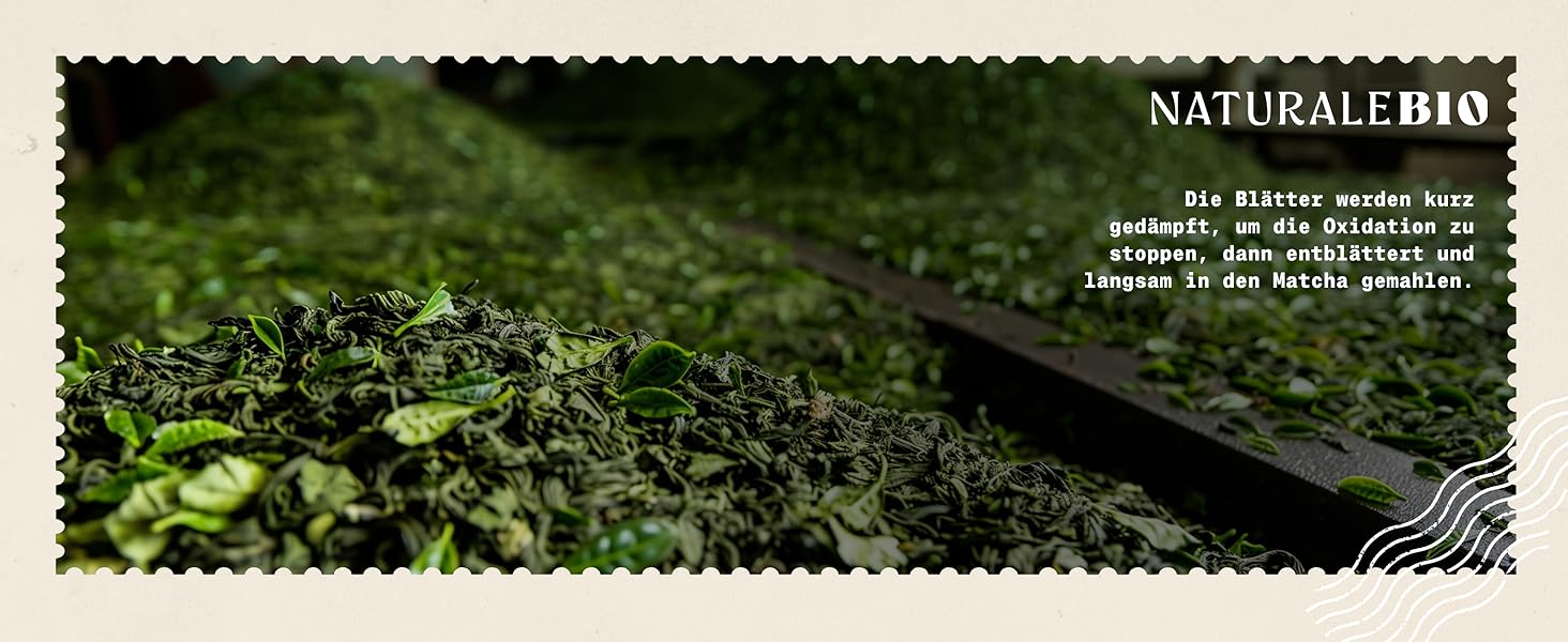 eine Nahaufnahme eines Beets aus grünen Blättern.