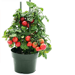 garden stakes