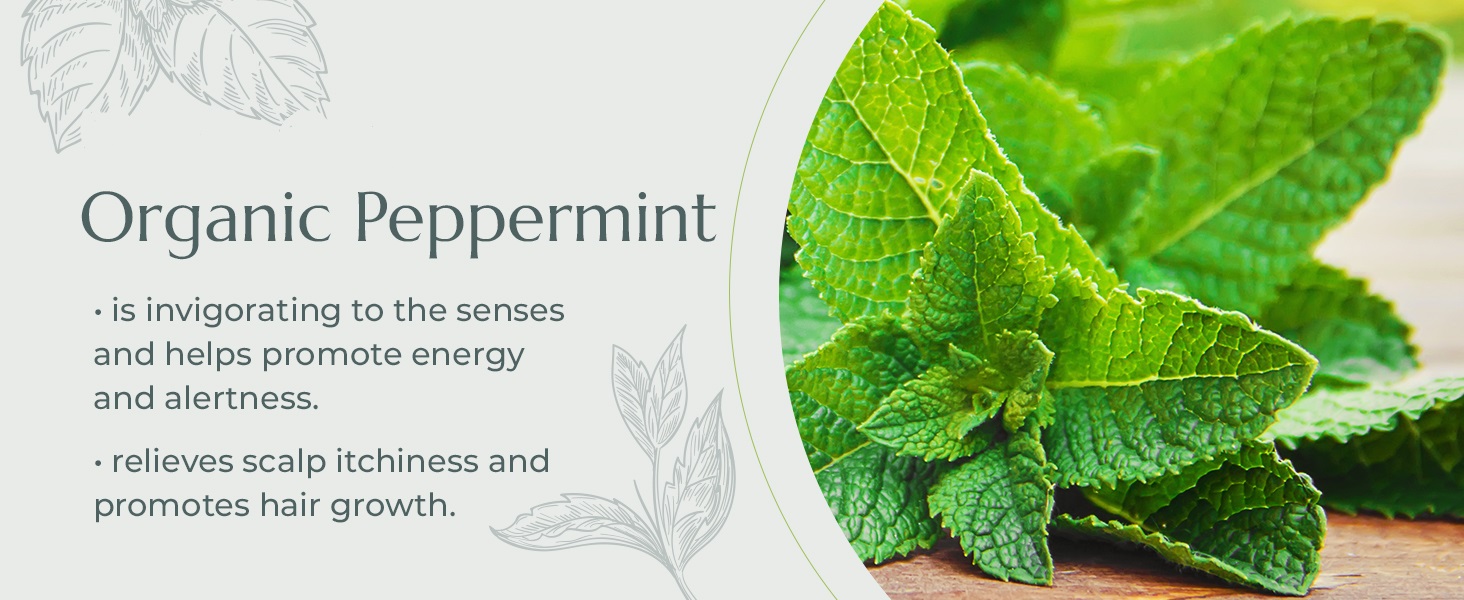 Plant Therapy Organic Peppermint Essential Oil 100 Pure