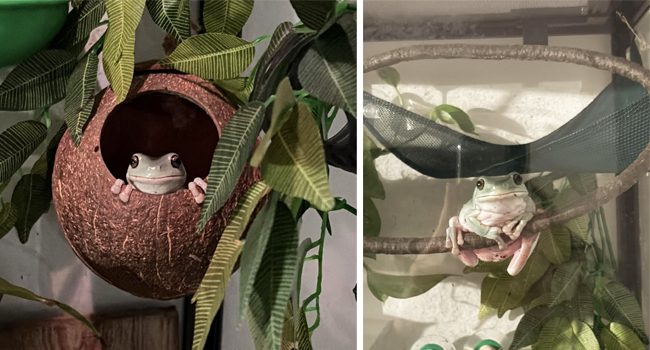 Natural Lizard Coconut Shell Hideout Home