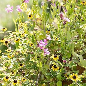 Closeup der Owngrown Hängende Gärten Balkon Blumen mit violetten und gelben Blüten