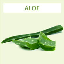 aloe icon