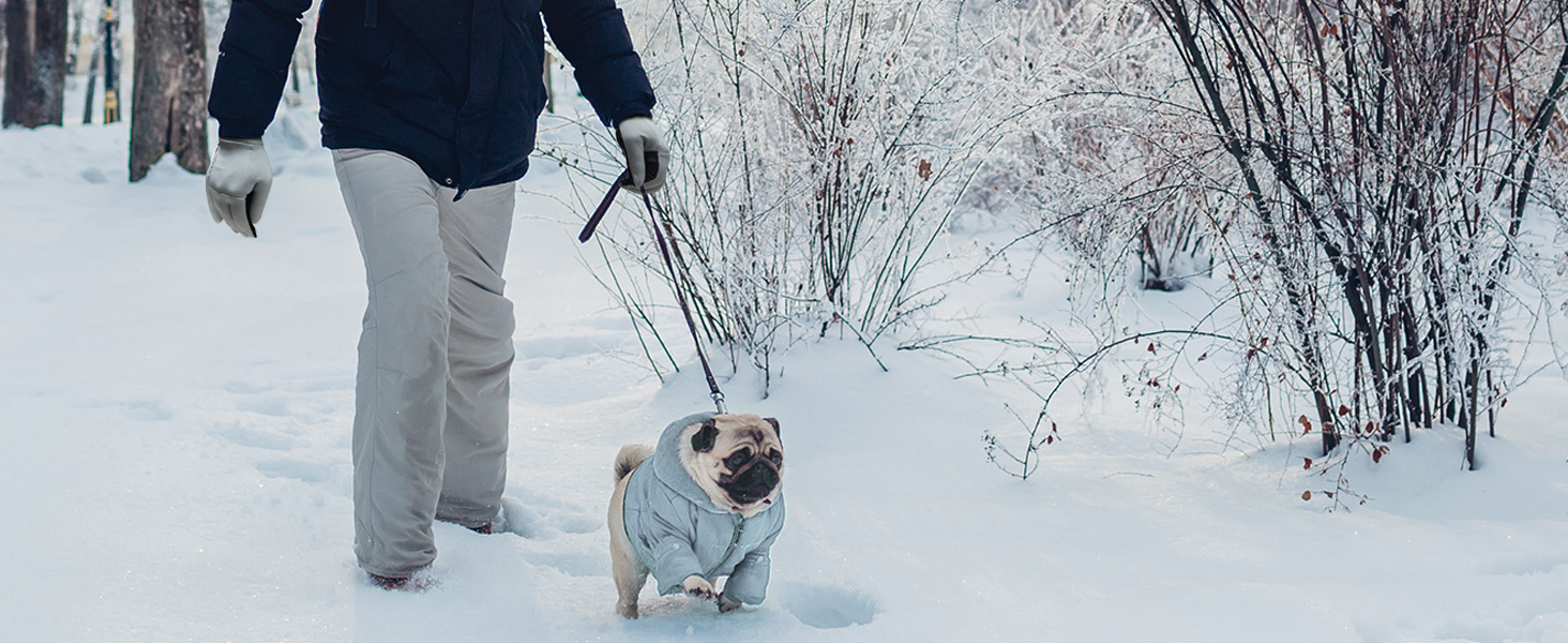 walk dog