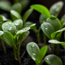 Little seedlings, with drops of water on some of their leaves