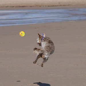 dog playing with ball in the beach