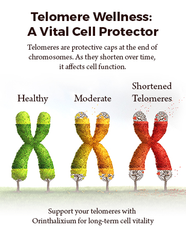 Telomere