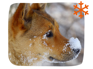 Hunde Pflegestift