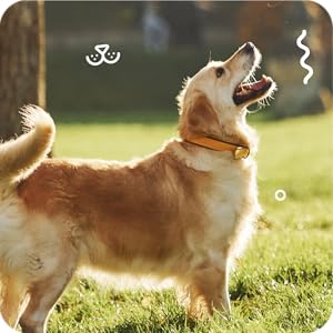 Strengthens Connective Tissue