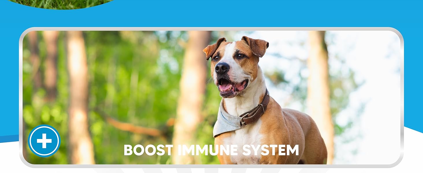 dog fish oil supplements fish oil dogs dog shedding supplement dog skin and coat supplement