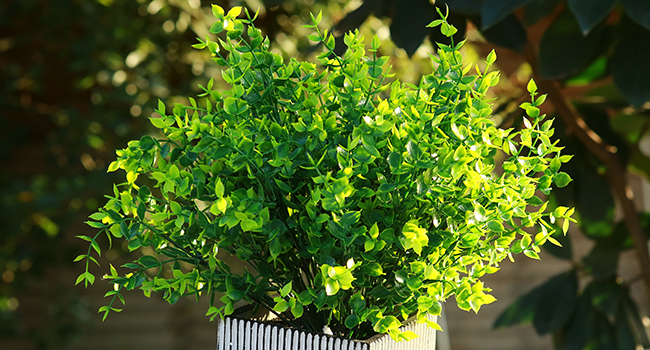 fake plant