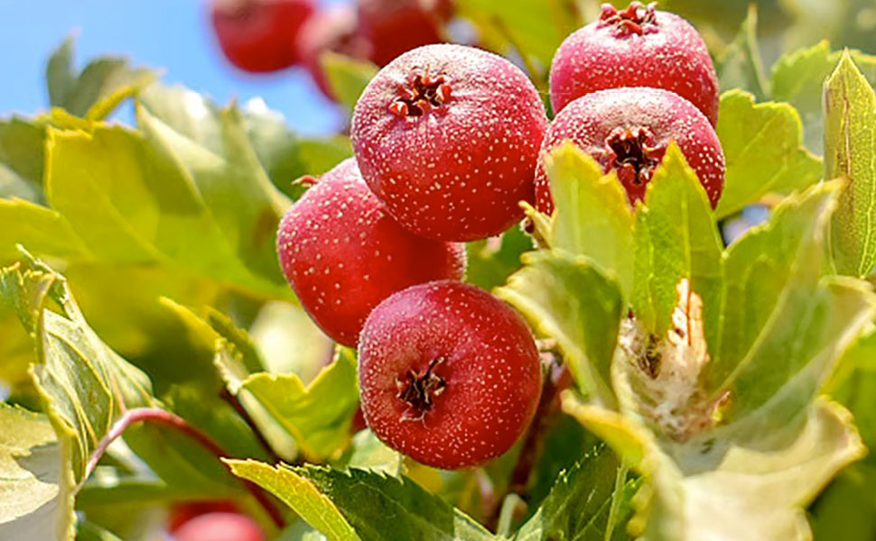 hawthorn,hawthorn berry tea,Hawthorn Fruit Tea