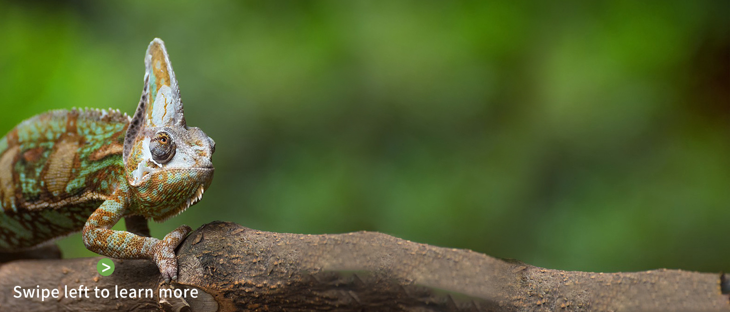 Simulates rainforest ecology for reptiles.