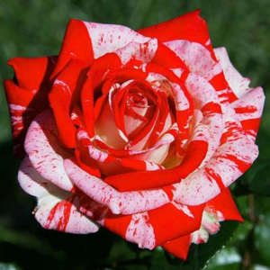 Small manufacture image 6