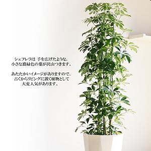【B級品/大型観葉植物】シャープな葉姿が可愛い♪シェフレラ（カポック）10号鉢 観葉植物 カポック（シェフレラ） 10号 斑入り ベータ キューブ