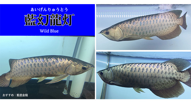 過背金龍極 吉宏水族》馬來西亞武吉美拉頭過背金龍18-20cm，附晶片與證書