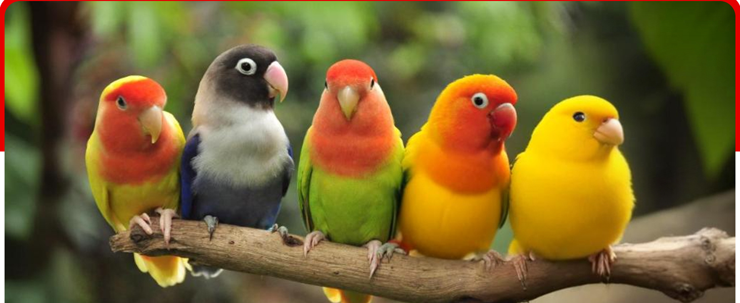 Canary seed for birds