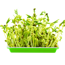 sprouter tray