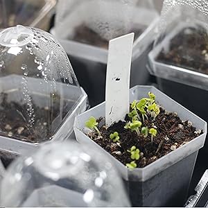 seedling pots
