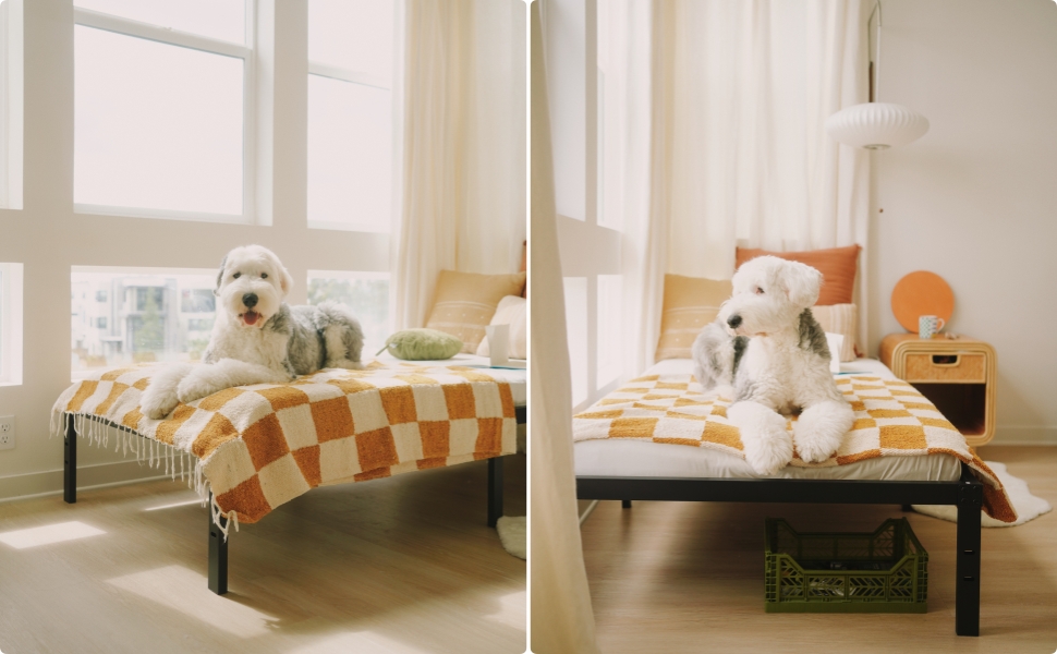 Minimalist Studio Metal Bed Frame Heavy Duty Mattress