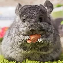 Chinchillas grass house