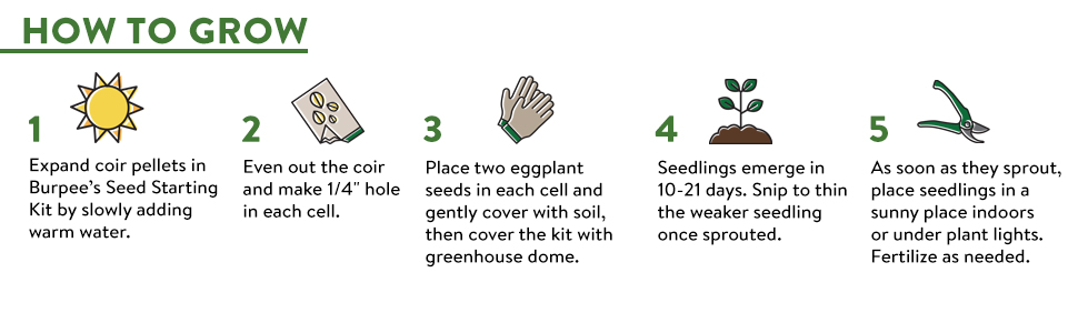 vegetable seeds, black beauty, plant seeds, garden seeds, home garden, vegetable garden, burpee seed