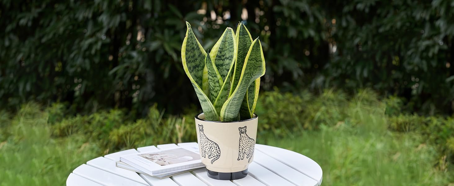 ceramic plant pot outdoor