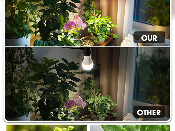 Brighte ELEKIBRUSH・ELEKILOTION Amazon.com : Briignite Grow Light Bulbs, 10W Plant Light