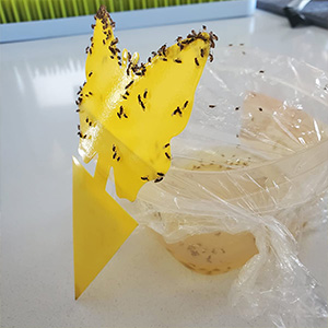 DIY Fruchtfliegenfallen