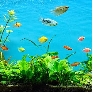 Tropical Fish A+ Content
