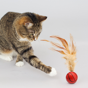 猫のおもちゃのボール