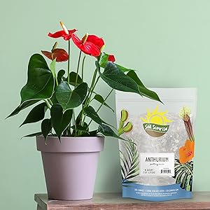 Soil Sunrise Anthurium Potting Soil mix Care and Tips