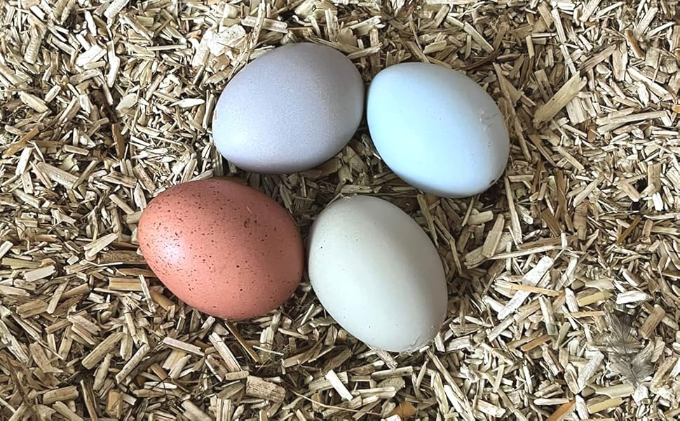 Vier Hühnereier in verschiedenen Farben (weiß, blau, braun und cremefarben), die auf einem Bett aus Holzspänen oder Sägemehl