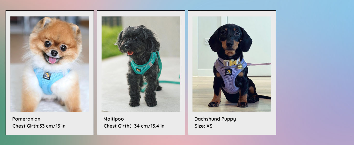 Three panels showing different small dogs wearing harnesses. Each panel includes text describing the harness size and dog breed.