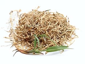 Couch grass root