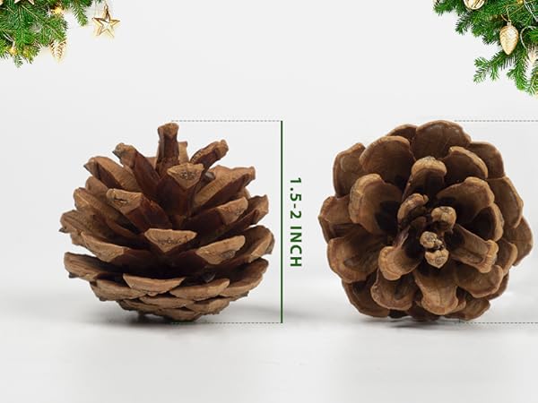 Natural PineCones