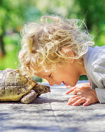 Nahaufnahme einer kleinen Schildkröte auf einer Holzoberfläche mit einem verschwommenen grünen Hintergrund.