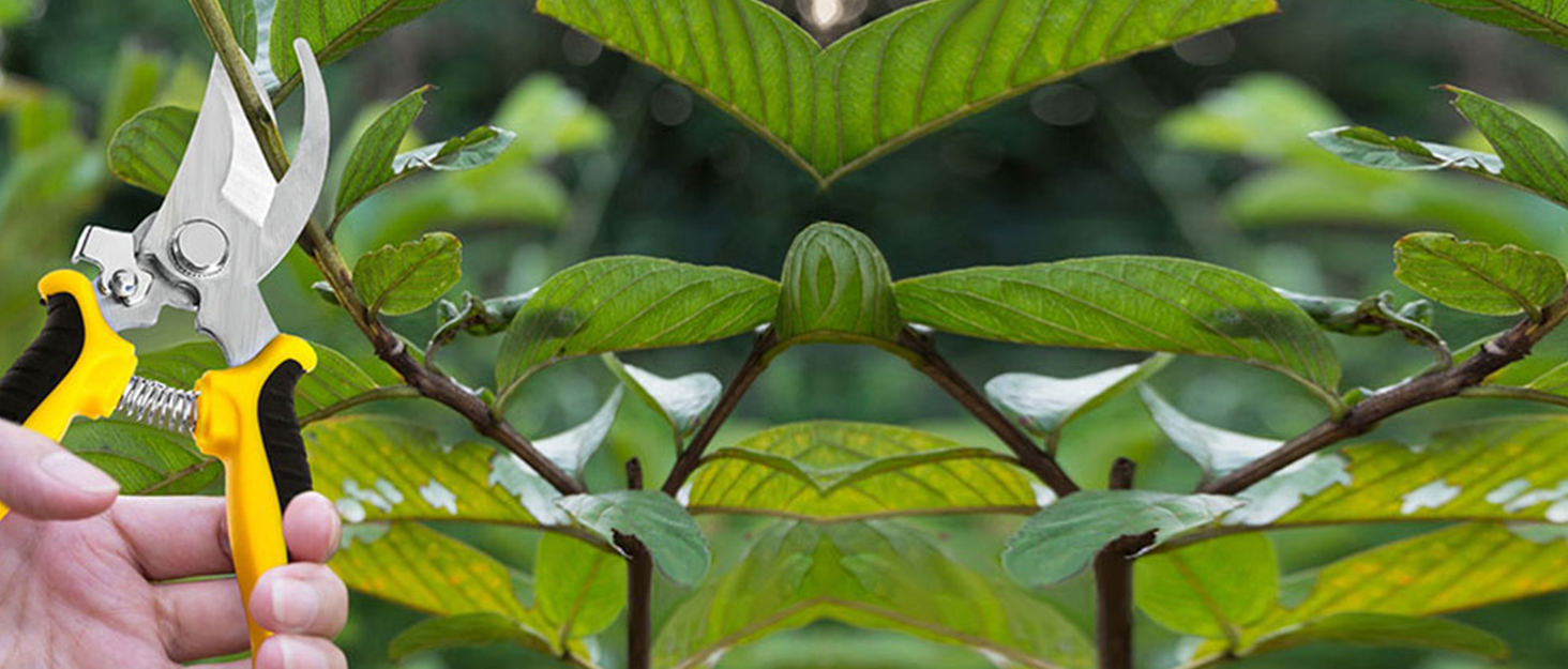 Gardening Scissors