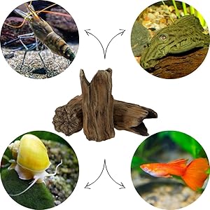 Aquarium-Dekorationsset mit natürlichem Treibholz-Mittelstück, umgeben von kreisförmigen Bildern von Wasserlebewesen und Fischen in ihrem Lebensraum.