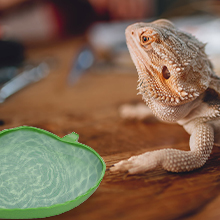 tazón de agua para alimentos de tortuga reptil de hoja pequeña