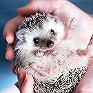 Hedgehog