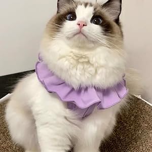 recovery suit for cat