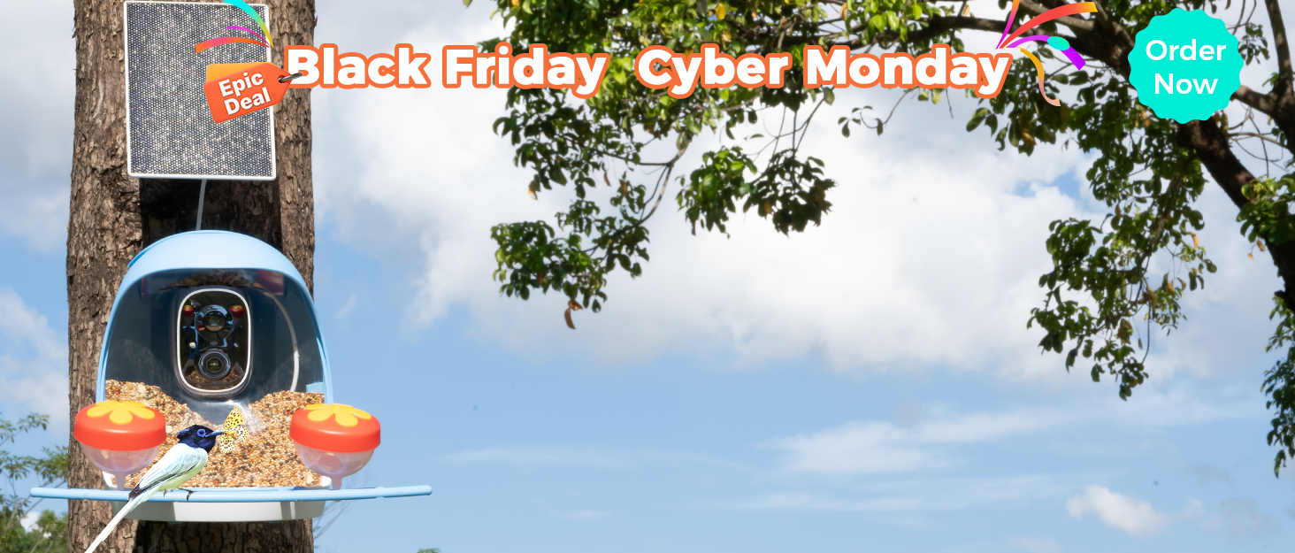 Black friday cyber monday