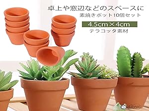 黒色 多肉植物 陶器鉢入り*3 セラアート長鉢-3号/3寸-黒(陶器風プラ鉢)＠多肉植物・塊根植物