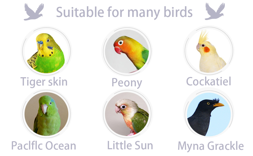 bird toy