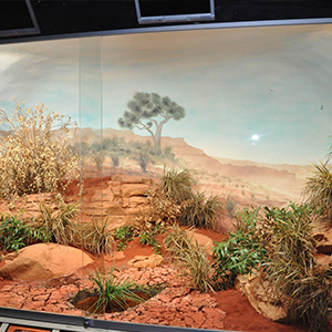 reptile habitat caves multi functional