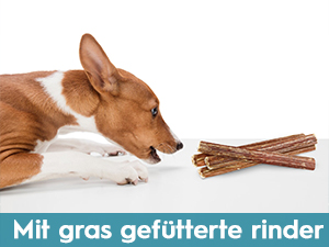 ochsenziemer für hunde