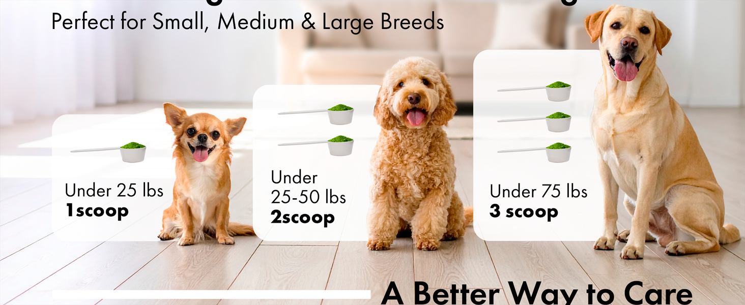 dog dental powder for small medium and large breeds