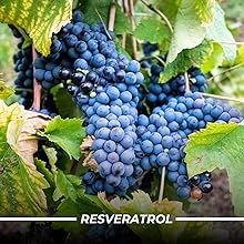 humming herbs urolithin a supplement acoq10 pqq resveratrol supports cellular energy healthy aging