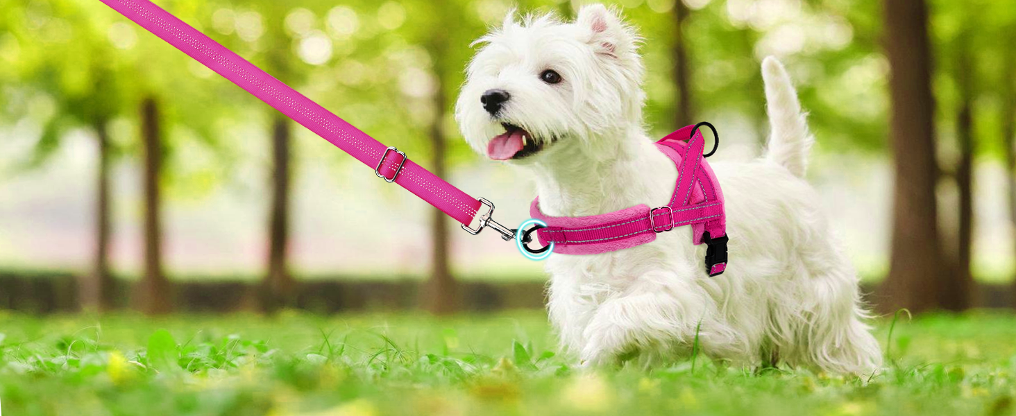 small dog harness leash set for small dogs