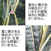 Amazon｜【ブルーミングスケープ】空気を浄化するといわれている